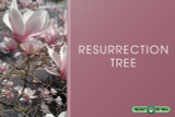 Resurrection Tree