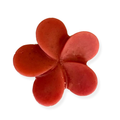 Yoni Soap 5