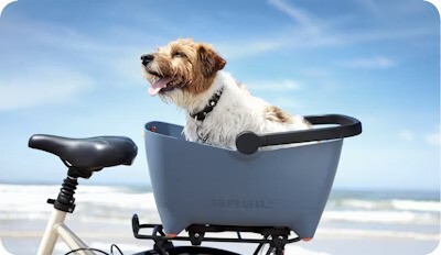 Small dog sitting in a blue bike basket attached to a bicycle, enjoying the breeze by the seaside.