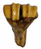 7 Inch Natural Roasted Shin Bone With Marrow