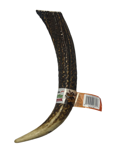 10-11 Inch Antlers Whole with Cigar Band UPC