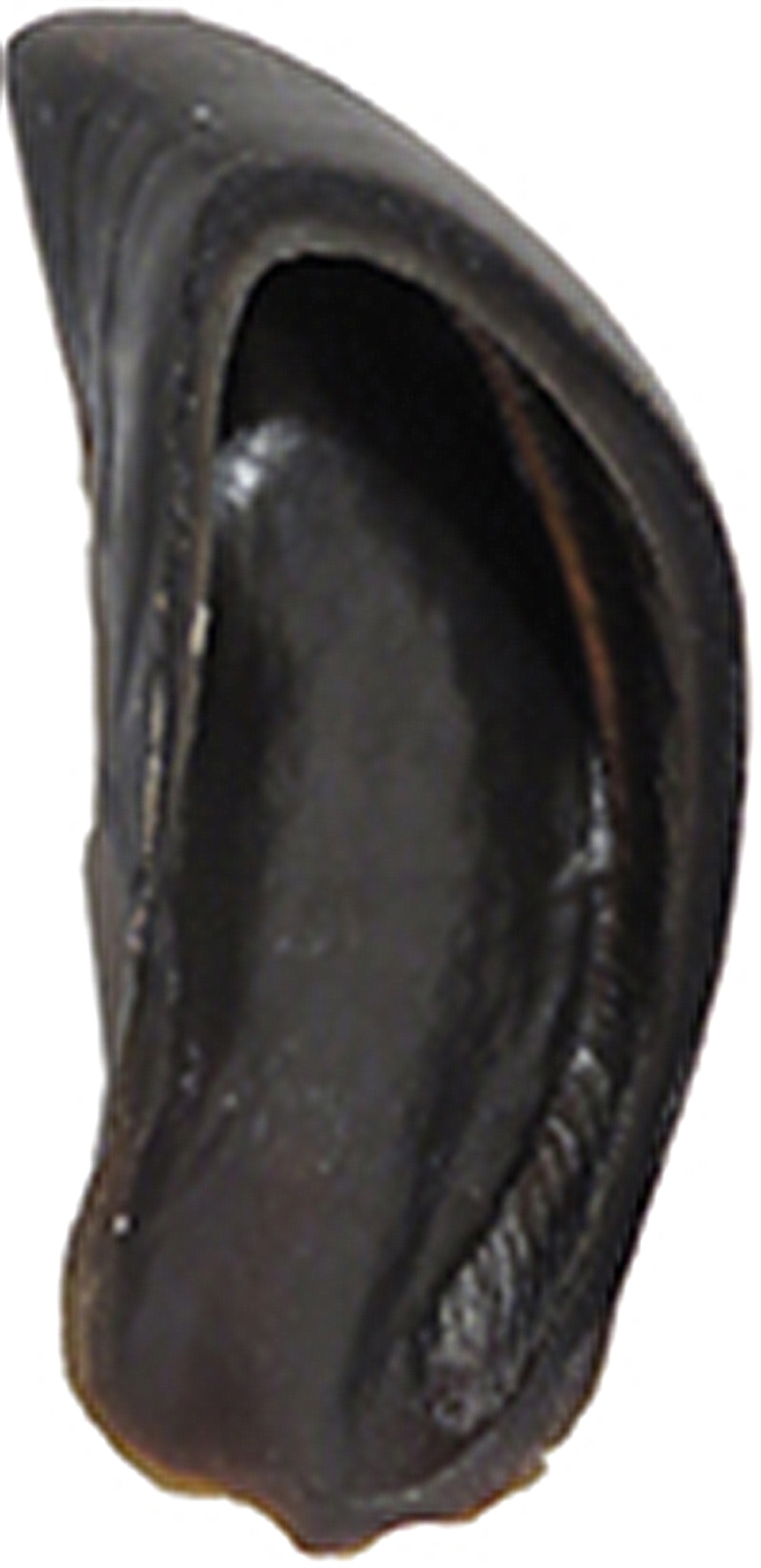 Scoochie Pet Products