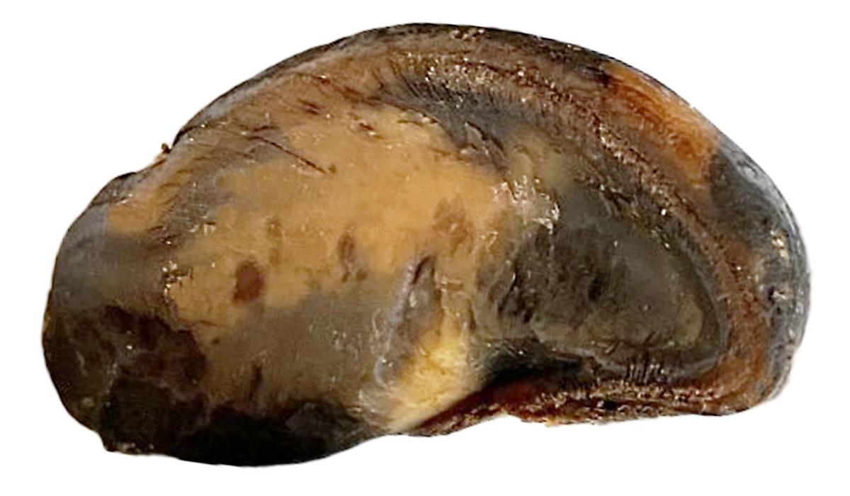 Peanut Butter Stuffed Cow Hoof