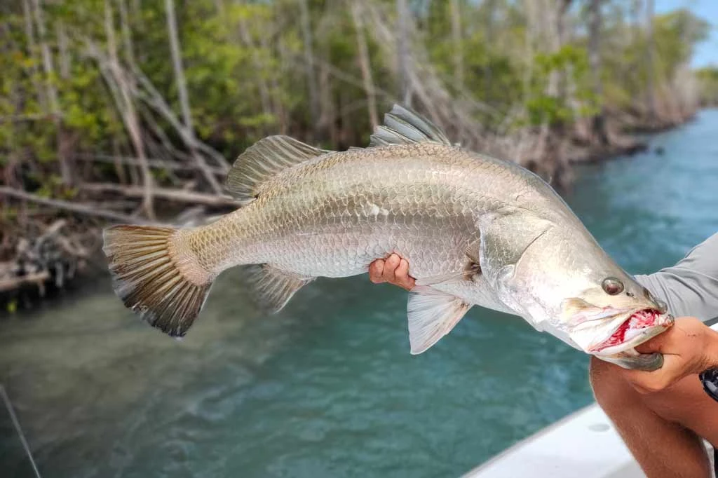Barramundi Fishing: Everything You Need to Know From The Experts