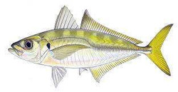 Live Bait Collecting