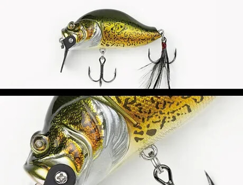 #11 MURRAY COD