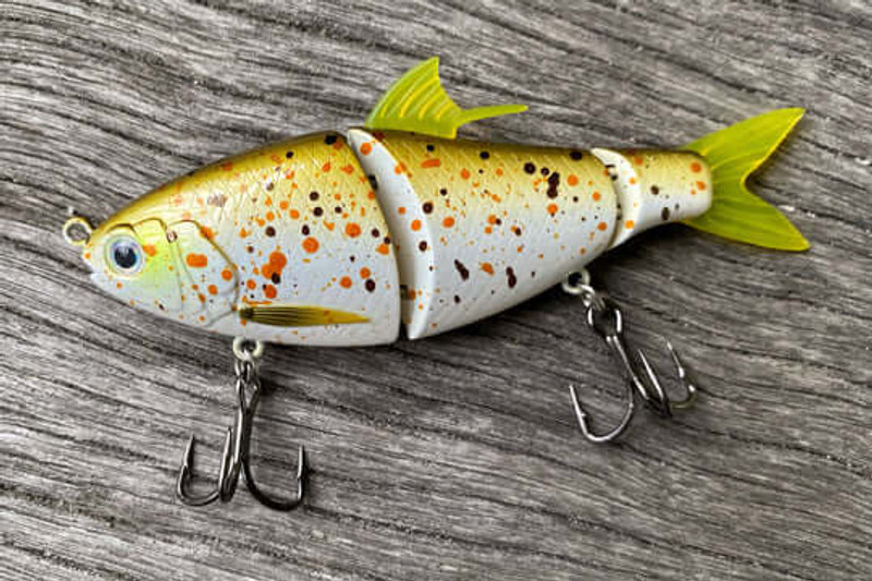 SPANGLED PERCH