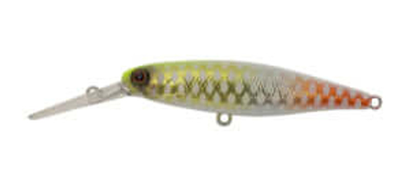 ALBINO CHARTREUSE PIRARUCU