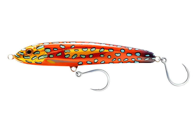 CORAL TROUT