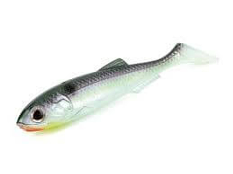 BLUE BACK HERRING