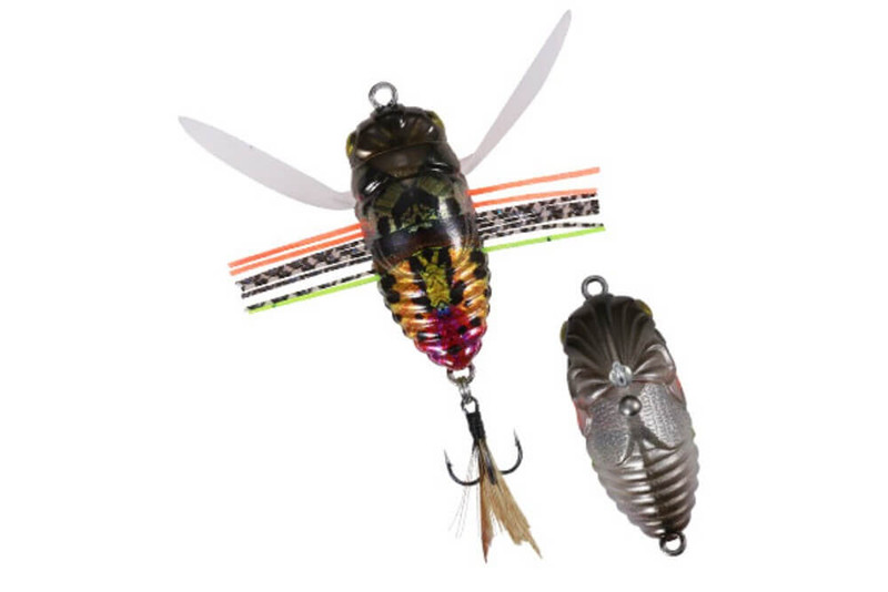 SUNSET MOTH