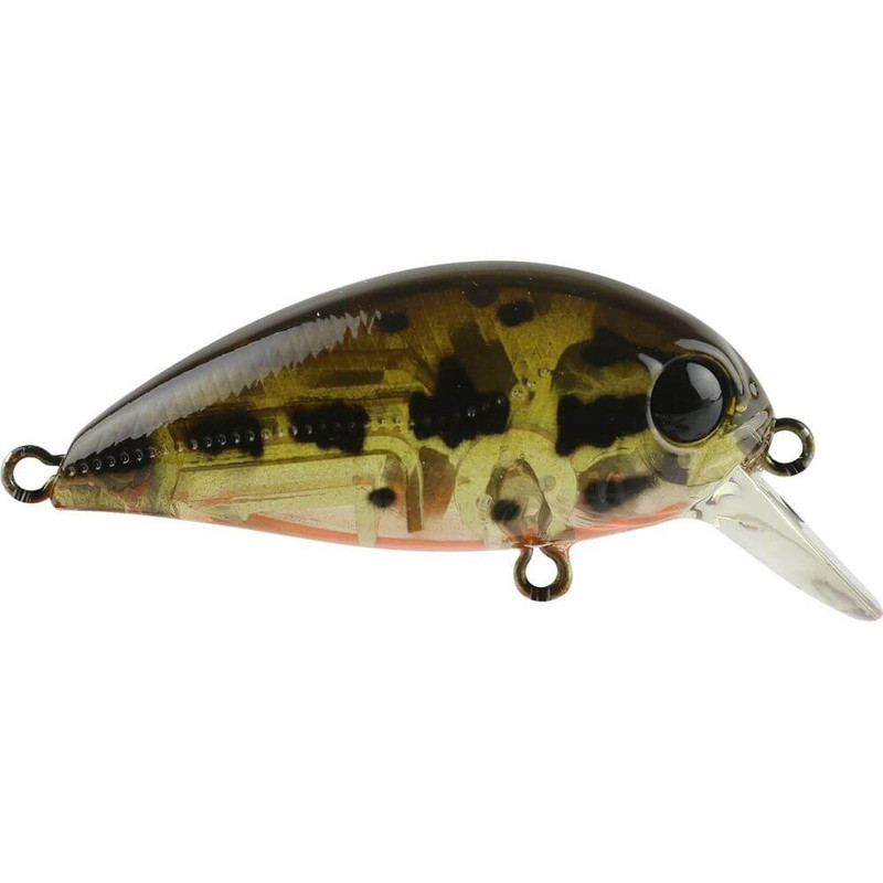 GHOST BROWN SHAD