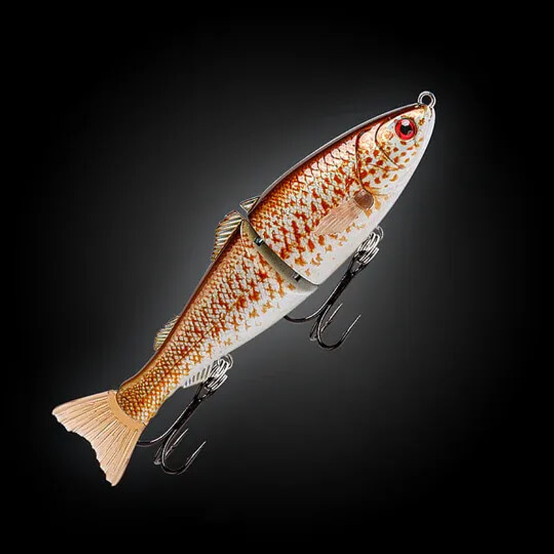 SPANGLED PERCH