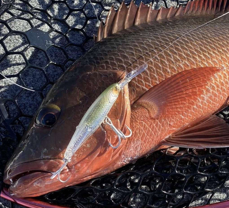 GAR (Barra Jacks Exclusive)