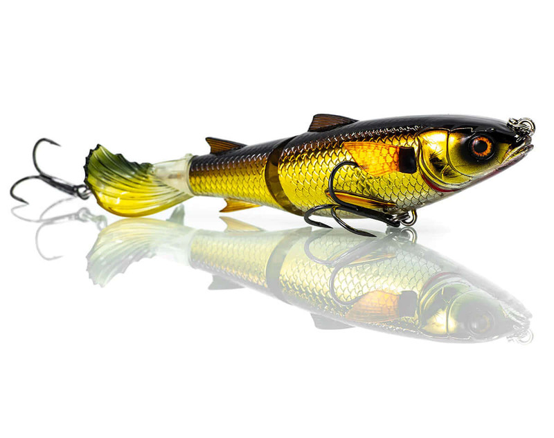 GOLDEN SHINER