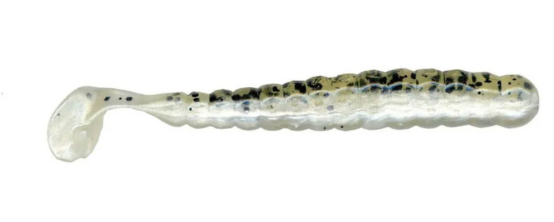 TENNESSEE SHAD