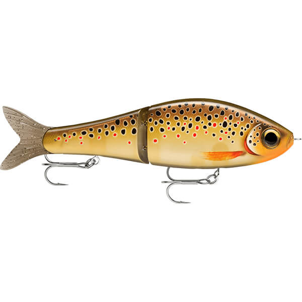 LIVE BROWN TROUT 