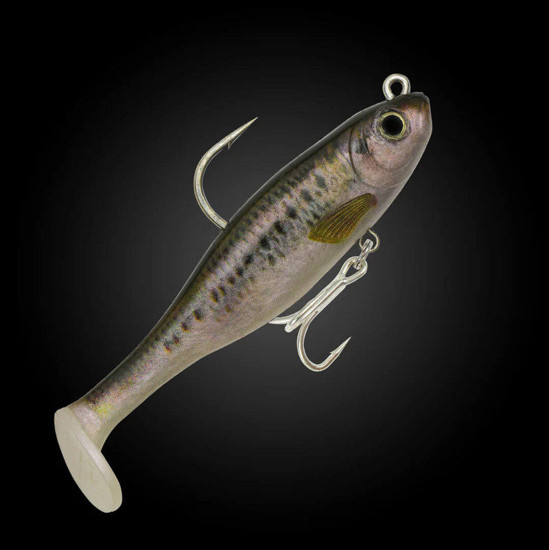 OLIVE SHAD