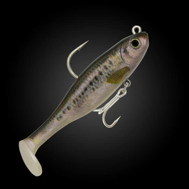 OLIVE SHAD