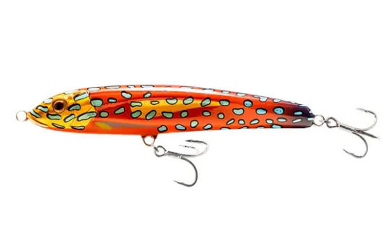 CORAL TROUT