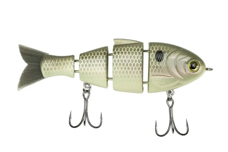 GIZZARD SHAD