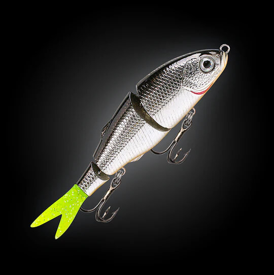 SILVER SHAD