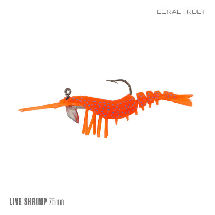 CORAL TROUT