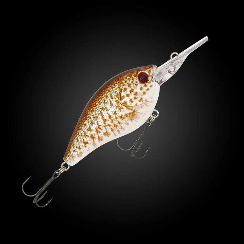 SPANGLED PERCH