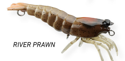 RIVER PRAWN