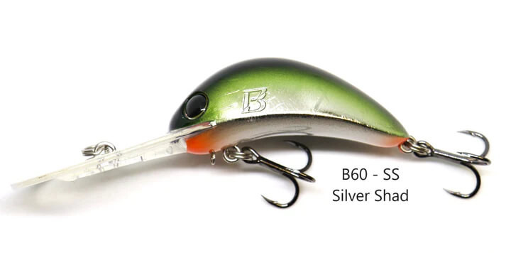 SILVER SHAD