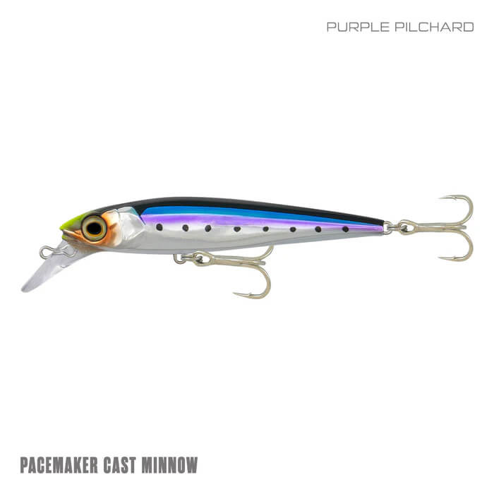PURPLE PILCHARD