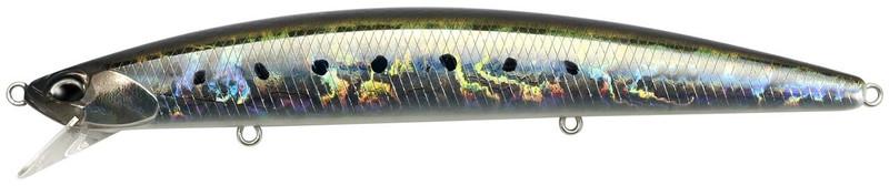 SARDINE NOIR