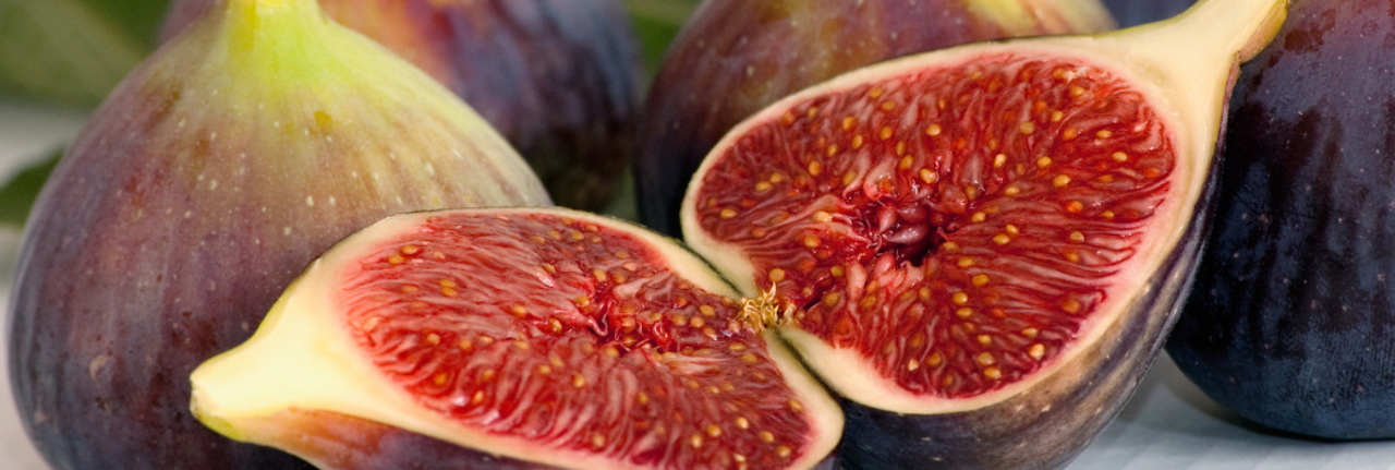 Fig