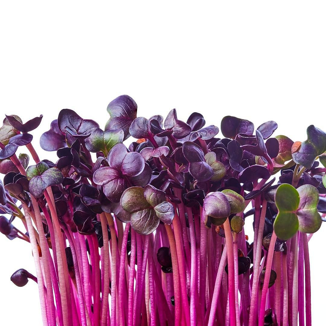 MICRAD04ZPUR | Micro Green Purple Radish (4OZ) - Pacific Coast Fresh Co.