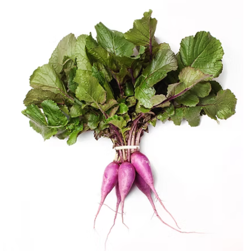 Purple Ninja Radish