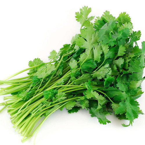 Organic Cilantro