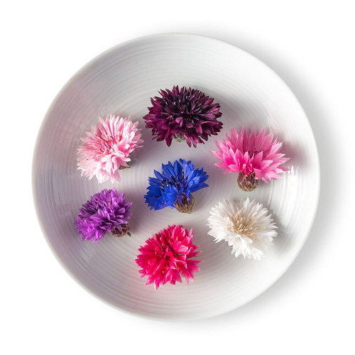 Bachelor Button Flower