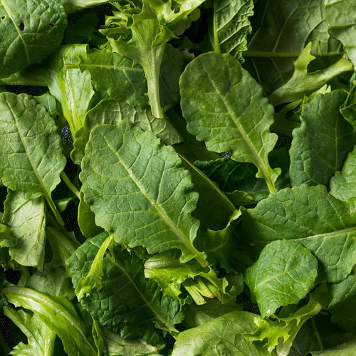 Organic Baby Kale