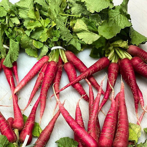 cincinnati radish bunch