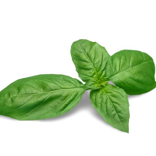 Living Bunch Basil