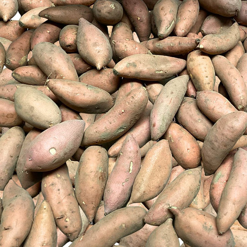 Baby Sweet Potato Baby Sweet Potato