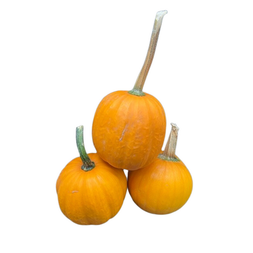 We B Little Pumpkin We B Little Pumpkin