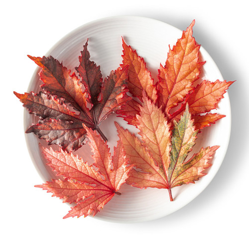 Edible Maple Hibiscus Leaf

