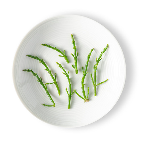 Micro Green Sea Bean