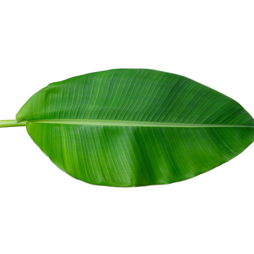 Fresh Banana Leaf