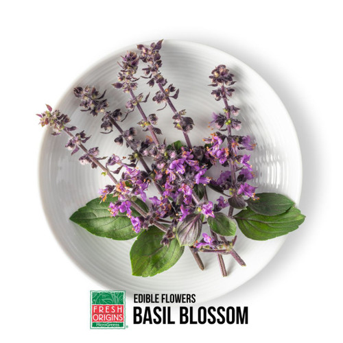 FLOWER EDIBLE BASIL BLOSSOM