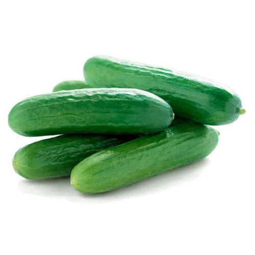 Organic Baby Cucumber