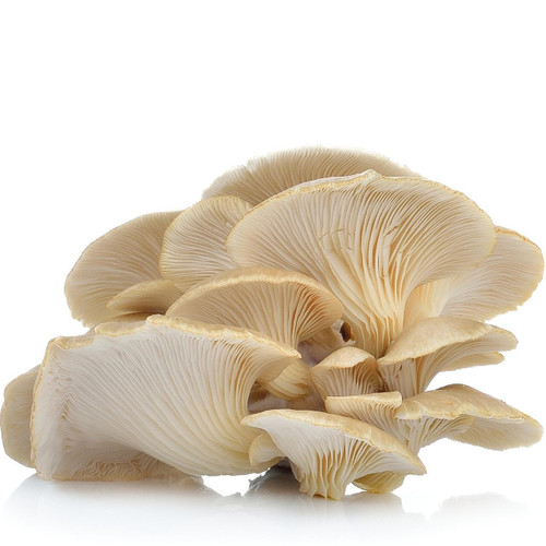 Organic Oyster Mushroom