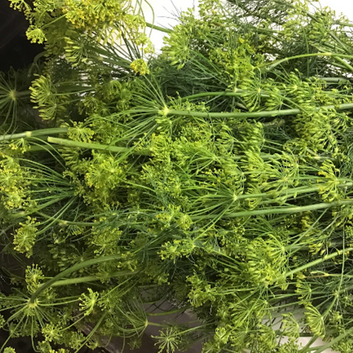 Northwest Dill Weed Bunch