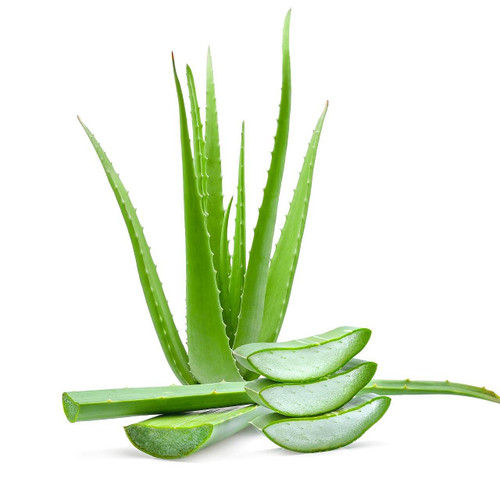 Aloe Vera Aloe Vera